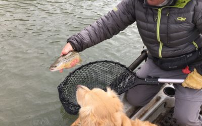 San Juan Streamin’