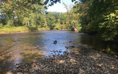 Battenkill Browns