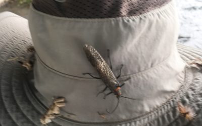 Salmonflies!